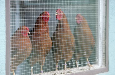 Chickens go red in the face when agitated