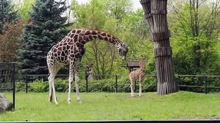 Młoda żyrafa w Łódzkim Zoo.