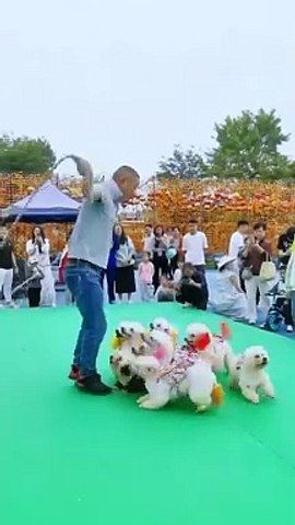 Funnyand Cute Pomeranian_skipping_#shorts