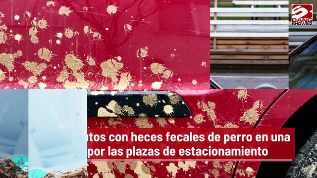 Manchan autos con heces fecales de perro en una batalla por las plazas de estacionamiento