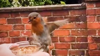 Man strikes up unlikely friendship with robin he now handfeeds each day