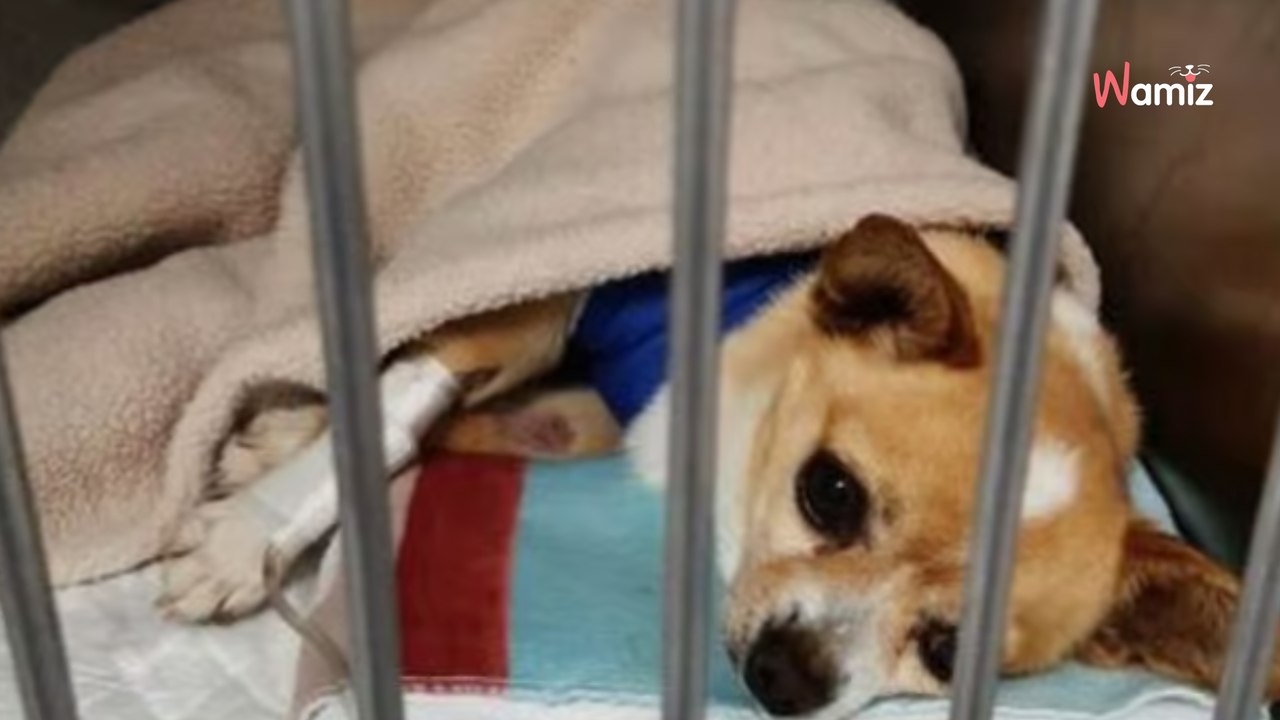 Aus einem absurden Grund: Mann entsorgt lebendigen Chihuahua im Mülleimer