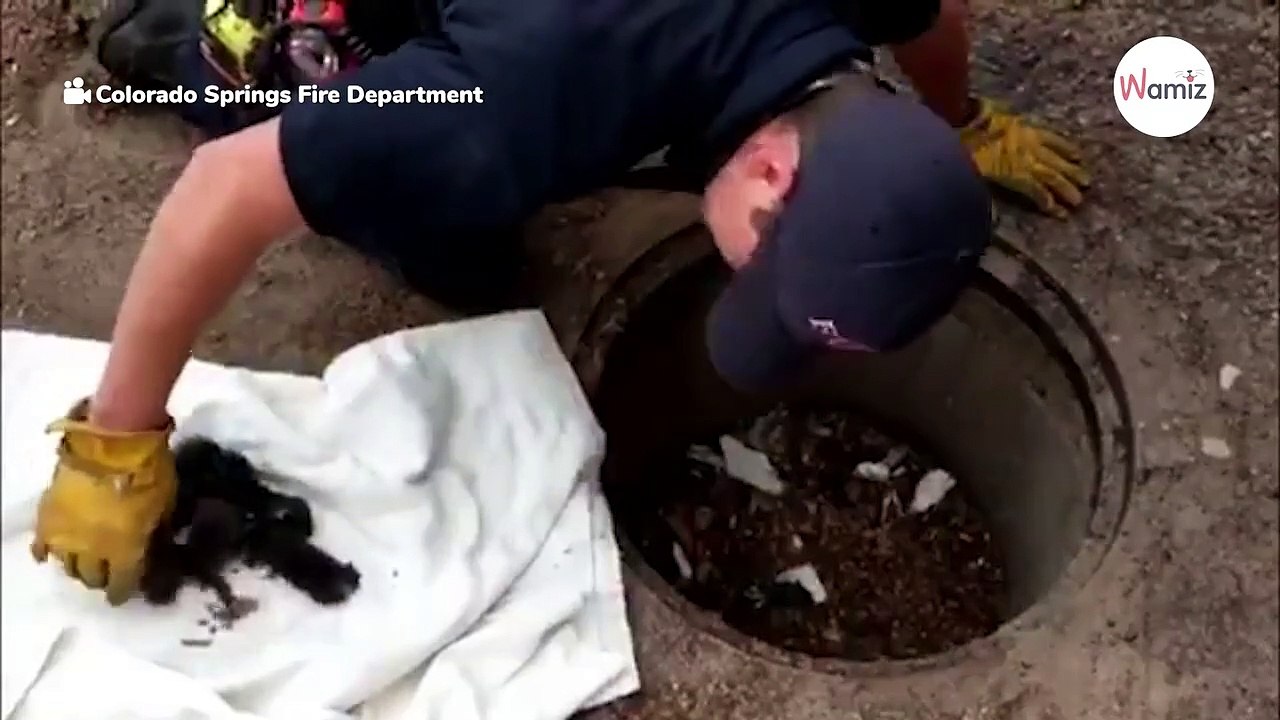 Feuerwehr fassungslos darüber, was sie im Gully findet (Video)