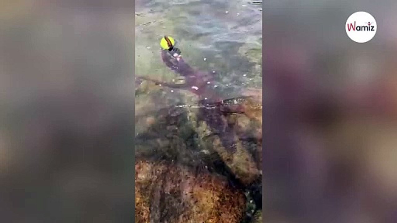 Hund spielt im Wasser: Gruseliger Schatten kommt näher und lässt alle ausflippen!