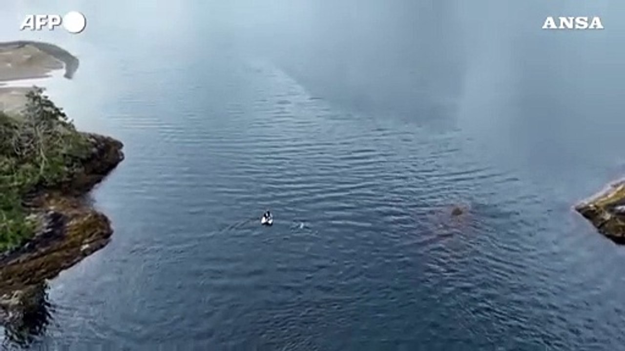 Canada, disincagliato un cucciolo di orca intrappolato nella laguna
