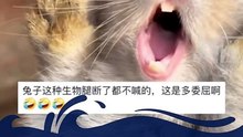 主人親了一口，兔子委屈地叫起來！The owner gave a kiss and the rabbit screamed in grievance!