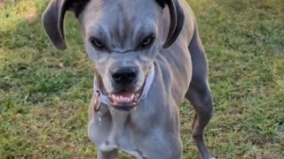 Angry dog filter turns a Great Dane into a misunderstood monster