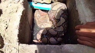 Watch: 13ft python that ate cat before clogging water pipe removed by snake catchers