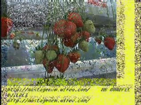 Fraise Fruit rouges Mostaganem Algerie. OUADFEL DJILALI 1