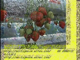 Fraise Fruit rouges  Mostaganem Algerie. OUADFEL DJILALI 1