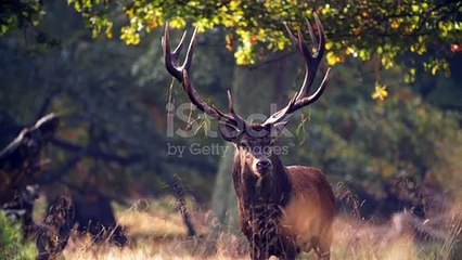 istockphoto-1178366362-640_adpp_is