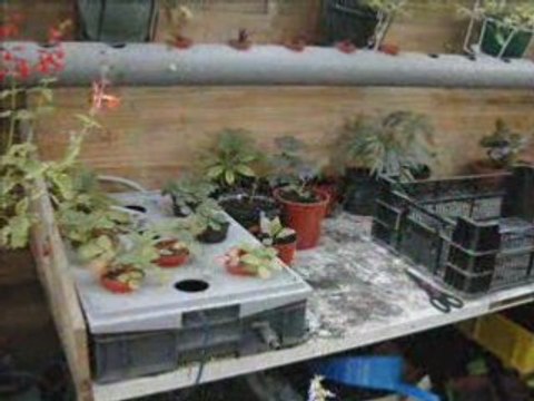 Fraise hydroponie Ultraponie Mostaganem Ouadfel Djilali dz