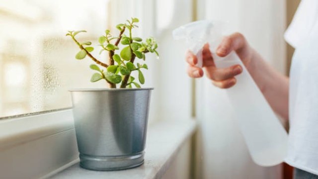 Guía Para Regar Las Plantas Suculentas