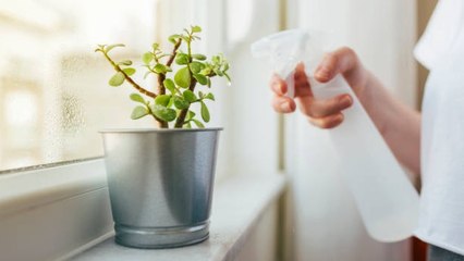 Guía Para Regar Las Plantas Suculentas