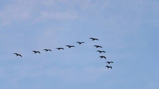 ¿Cómo Consiguen Las Aves Volar De Forma Sincronizada?