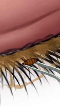 ASMR EYE LASHES CLEANING ANIMATION|CLEANING ASMR