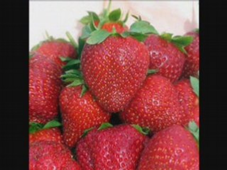 Fraise en serres  a mostaganem Pr.Ouadfel Djilali 2008