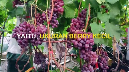 Perbedaan varietas anggur Jupiter Ukraina vs USA