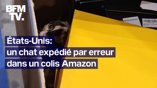 États-Unis: envoyé par erreur dans un colis Amazon, un chat de l'Utah retrouvé en Californie