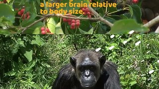 Baboon VS Chimpanzee