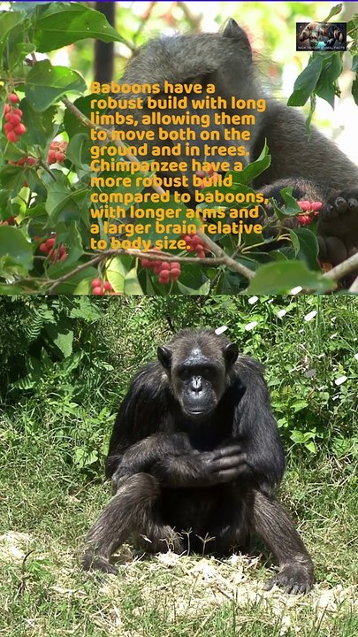 Baboon VS Chimpanzee