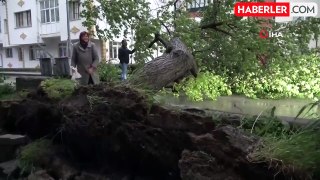 Yozgat'ta şiddetli rüzgar kayısı ağacını devirdi
