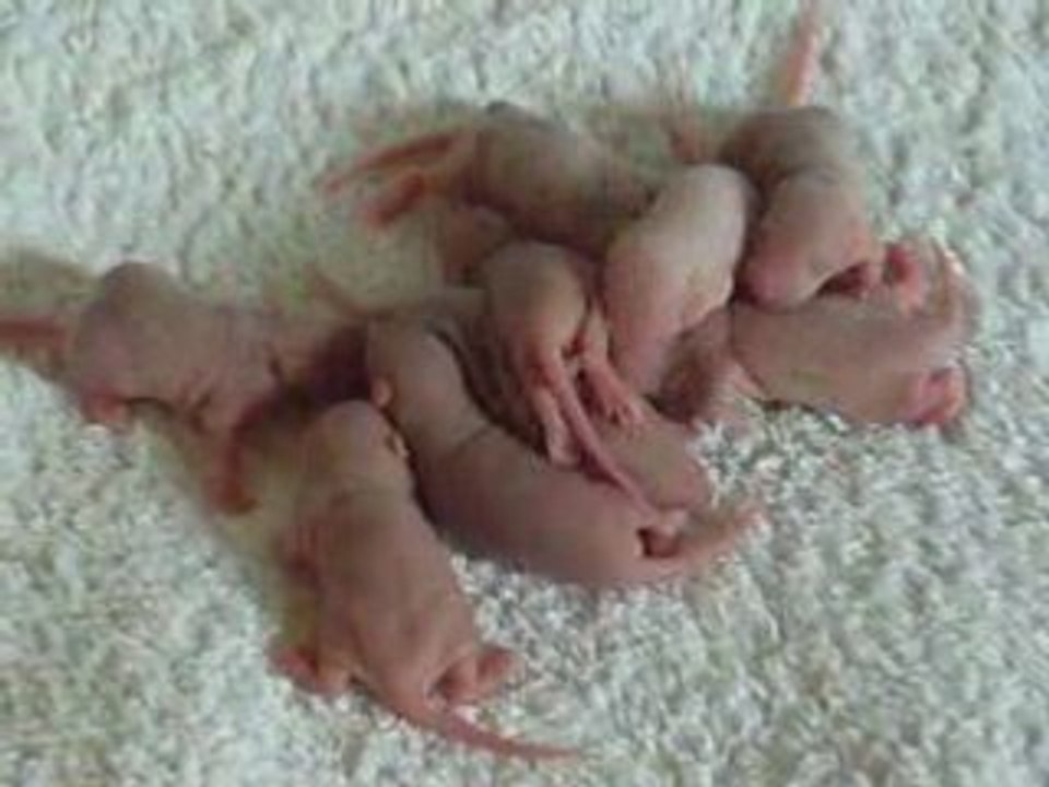 ratons Kaycee jour 6