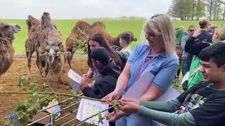 Children from Luton special school celebrate birthday of Woburn Safari Park’s one-eyed camel