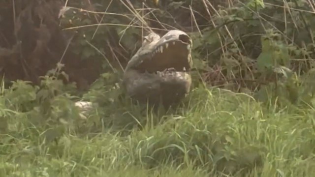 'Better not Break Down!' - Unexpected croc sighting covers driver in literal chills