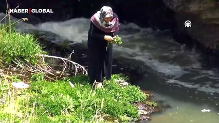 Kar örtüsünün kalktığı dağda doğa canlanmaya başladı