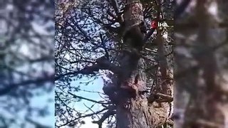 İnsanlardan korkan yavru ayı ağaca tırmandı! O anlar anbean kamerada