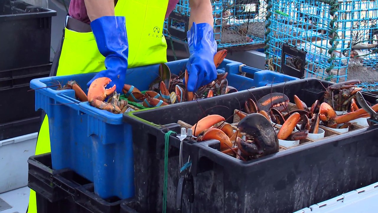 29 avril TOPO LPM Saison homards