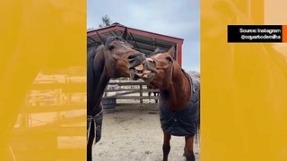 Huvittava video: hevoset todistavat, että samanaikainen suuteleminen ja hymyily on mahdotonta