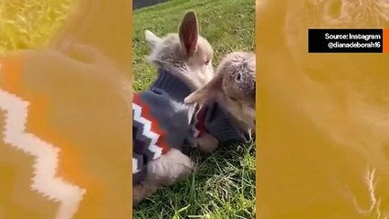 Suloinen video tallentaa eri lajien eläinten välisen hellyyden