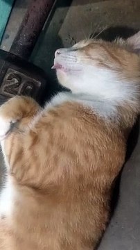 Cat Sleeping