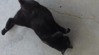 Cat Loves to Scratch Back on Concrete Floor