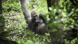 Idjanga, la forêt aux gorilles