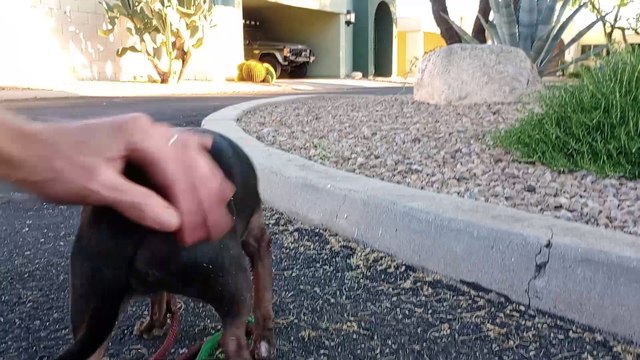 Paco did pretty good letting me brush mesquite stuff off him. He's starting to play ball at home VID_20240423_182056296