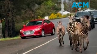 Zebras cause traffic chaos after escaping from transport trailer