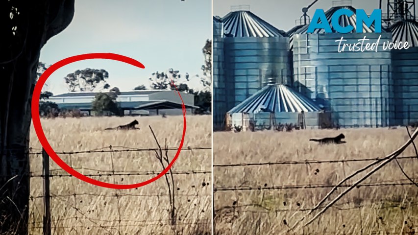 After a video of a suspiciously large black 'cat' near Ballarat went viral, some locals speculate it could be the legendary Aussie black panther, while others believe it's an oversized feral cat, leaving internet users baffled.