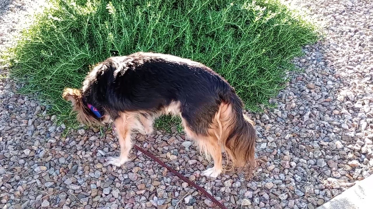 Ozzyta's nails were trimmed & she did business on walk. She also ate real good. Ground wasn't hot VID_20240423_175200345