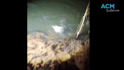 Teenager Catches Million Dollar Fish in Katherine River 🐟