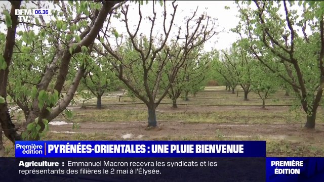Après une longue sécheresse, la pluie est bienvenue dans les Pyrénées-Orientales