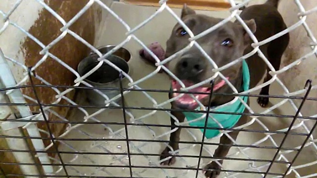 Old film ❤️Roxie 7y A574458 Female She was Just so darn Happy to be out of the Kennel spending some time with the ice cream man kennel 25 Pima Animal Care Center❤️4000 N. Silverbell Tucson AZ 5-31-2017adopted6-8-2017