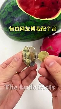 तरबूज में छुपाया ड्रैगन फ्रूट __ watermelon mein chhupaya dragon fruit __ #facts