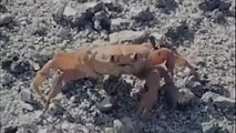 Un cangrejo se amputa su propia pinza