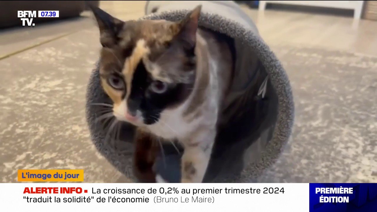 Galena, ce chat retrouvé à plus de 1.000 km de chez lui aux États-Unis dans un entrepôt Amazon
