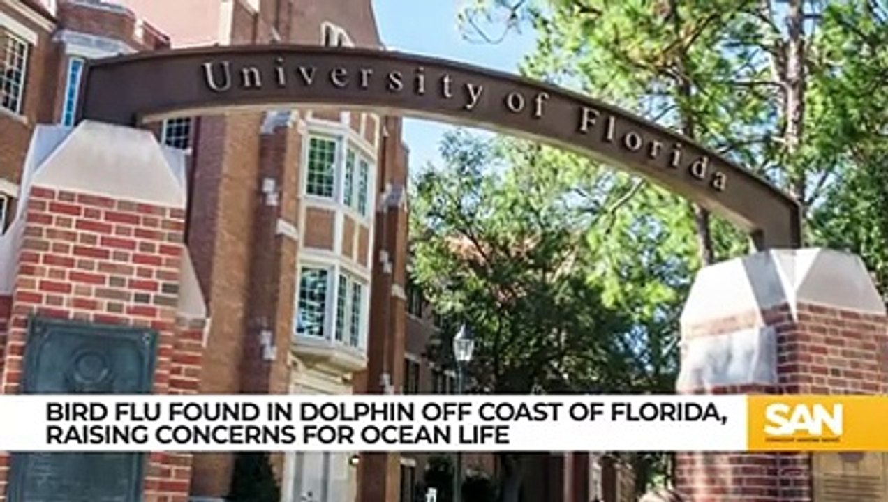 Study- Bottlenose dolphin tested positive for bird flu off Florida coast_Low