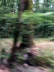 Into the woods again