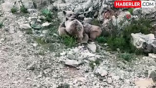 Tunceli'de anne ayı, yavrularını emzirirken böyle görüntülendi